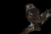 Sovka bubuk - Ninox boobook - Southern Boobook o4471